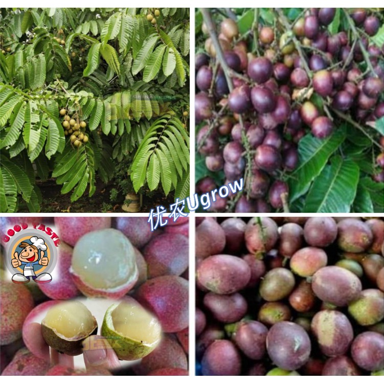 Buy Anak Pokok Longan MATOA Longan KRISTAL Longan Kasai Longan 