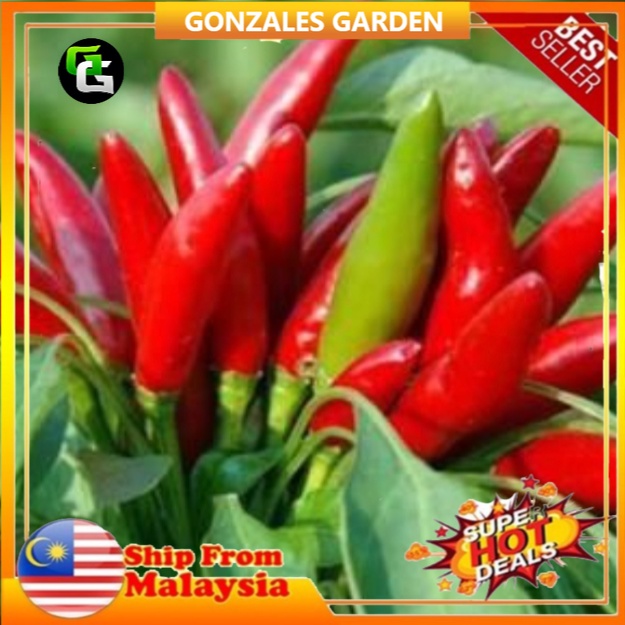 Ready Stock Biji Benih Cili Merah Seeds Of Cili Merah Tunjuk Langit 50