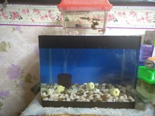  AQUARIUM  KACA TEBAL MURAH 50 Shopee  Malaysia