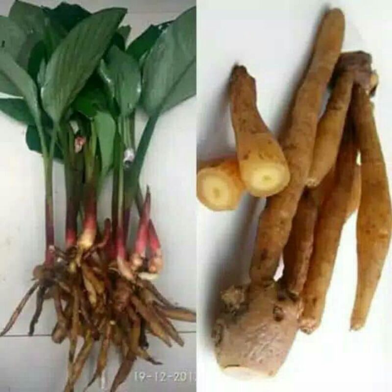 Buy Pokok Temu Kunci Harba Seetracker Malaysia