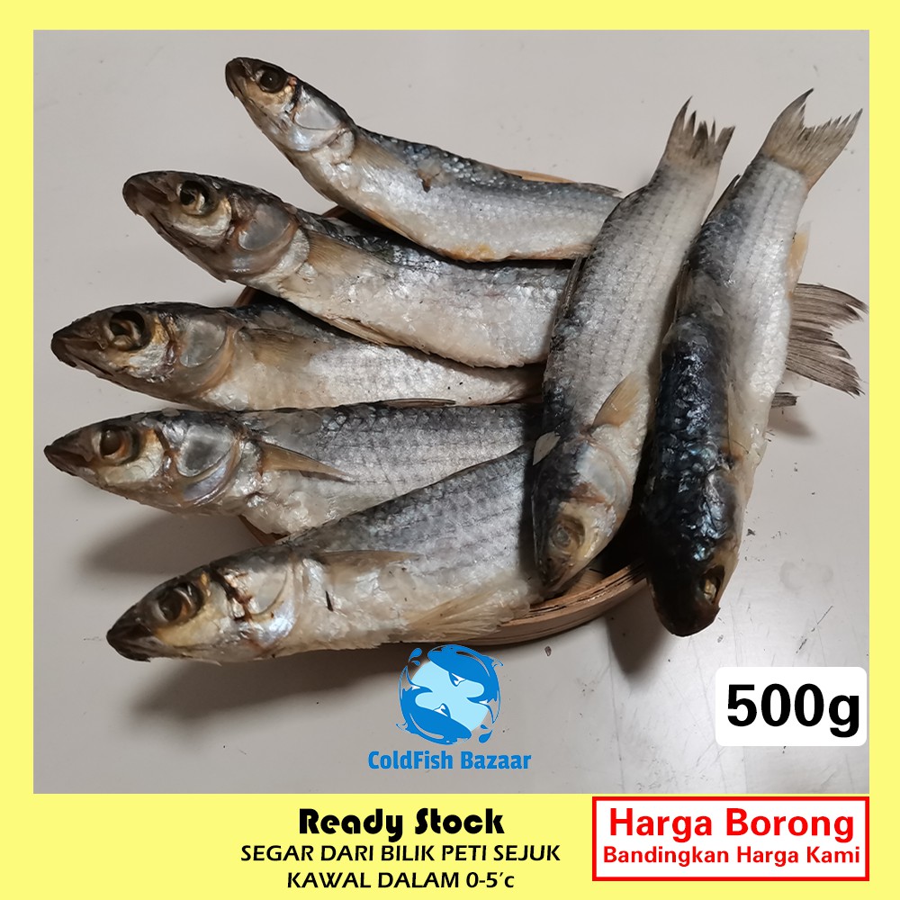 ColdFish Bazaar Ikan Belanak Ikan Kedera Masin(500g)[Borong] Shopee