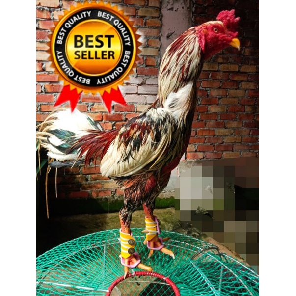 ANTI BUBUL/SELIPAR AYAM LAGA  Shopee Malaysia