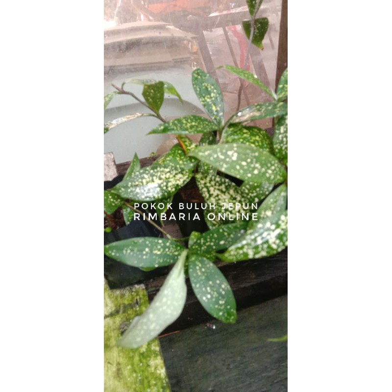 Buy Pokok Buluh Jepun Pokok Hiasan Seetracker Malaysia