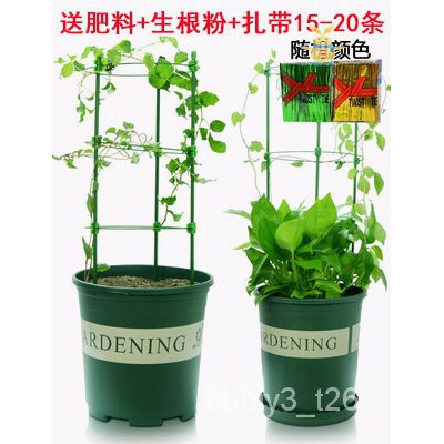 Gardening Bracket 绿萝固定铁环花架月季花支柱园艺花支架家用爬藤架室内盆栽植物 Shopee Malaysia