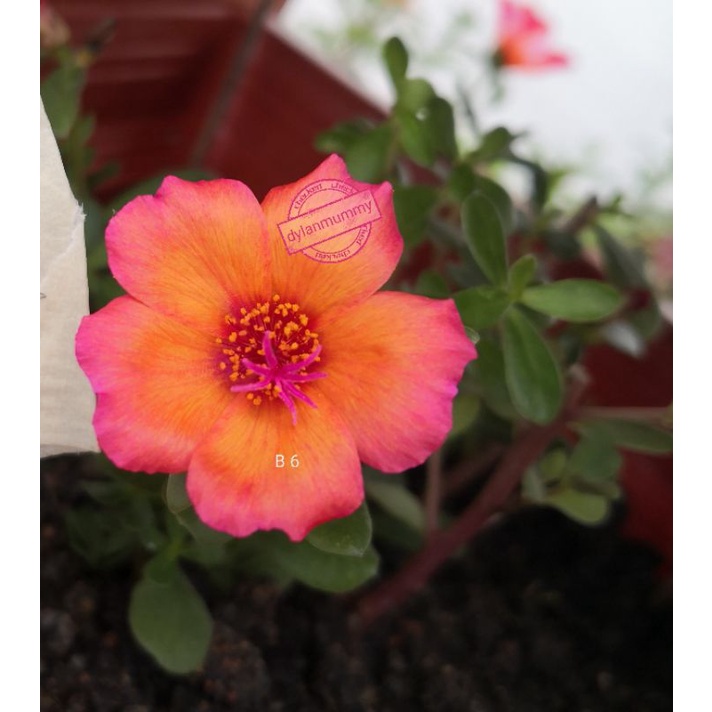 Buy Ready Stock Japanese Rose 5keratan 九点花 日本玫瑰5支 Not East M Sia Order Sorry Seetracker Malaysia