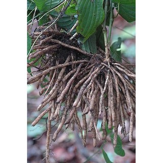 Pokok Galak Tua Pokok Hidup Shopee Malaysia