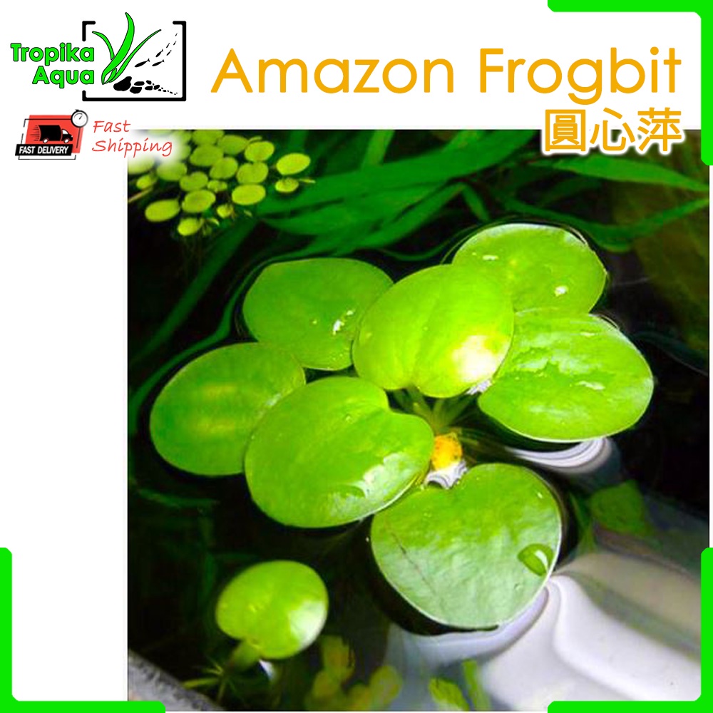 Amazon Frogbit (Limnobium laevigatum) 圓心萍 - aquarium aqua plant [lowtech][float]