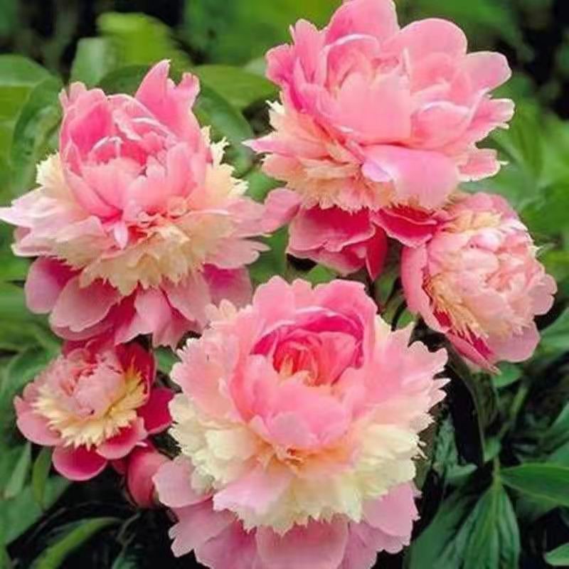 Four Seasons Flowering Double Peony Flow四季开花重瓣芍药花根块浓香花卉植物盆栽室内千层芍药花大花种球 种球 根块子8 28 Shopee Malaysia