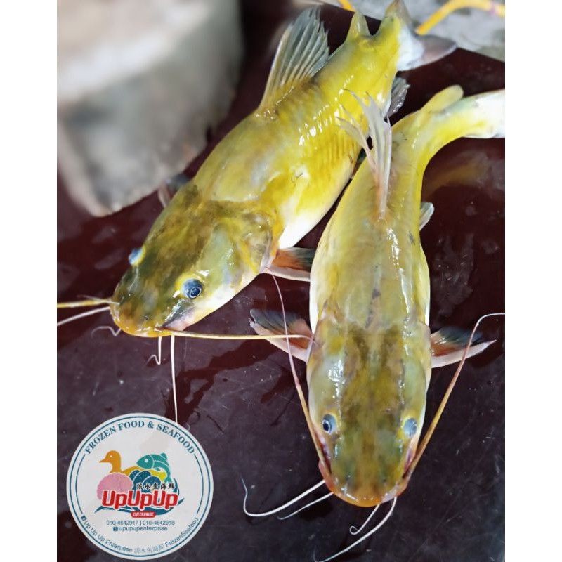 Ikan Baung Kuning / Pak Sok Gong / Catfish /白须公鱼 1kg Shopee Malaysia