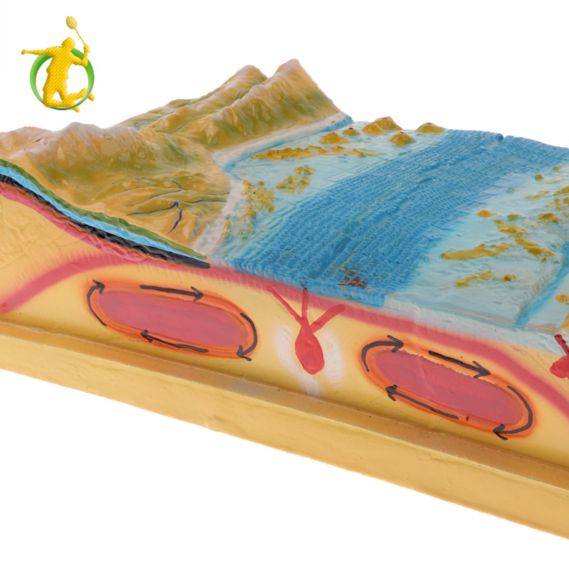 [Fitness] Plate Tectonics Equipment Model Display Geology Science Teaching Aids