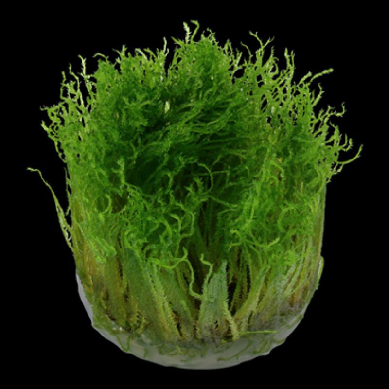 Official Dealer Tropica 1 2 Grow Taxiphyllum Spiky 003g Tc Shopee Malaysia