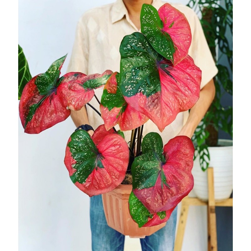 Buy 🌿🌿red baret thai caladium🌿🌿  SeeTracker Malaysia