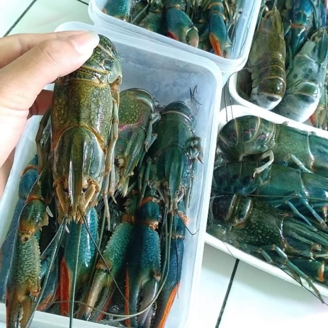 FRESH WATER LOBSTERS