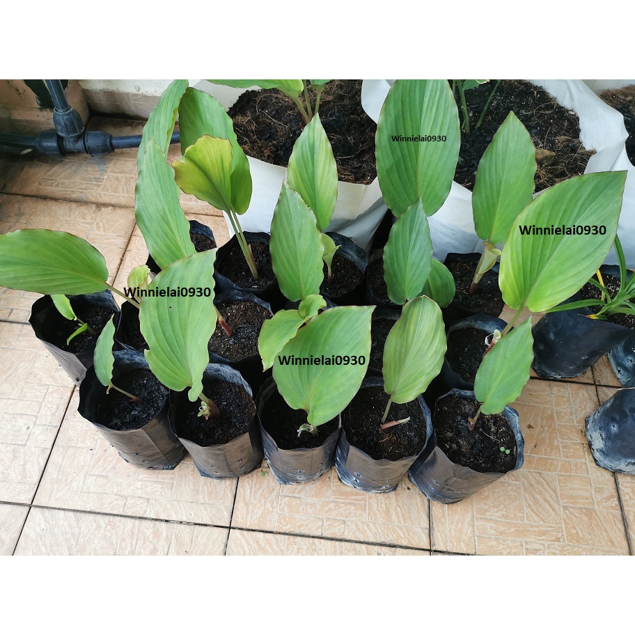 Buy Anak Pokok Kunyit Hitam Fresh Black Ginger Seedling Kaempferia Parviflora 黑姜苗 Seetracker Malaysia