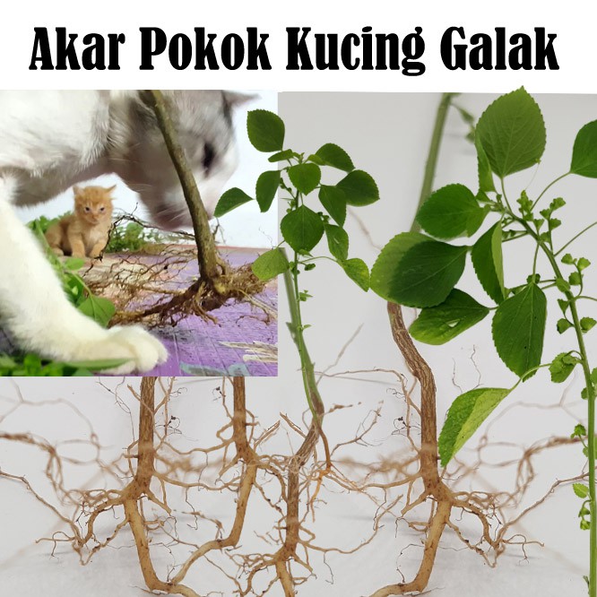 Akar Pokok Kucing Galak Herba Untuk Kucing Jadi Manja Rajin Kucing Gemok Kucing Comel Cat Toy Cat Food 10g Shopee Malaysia