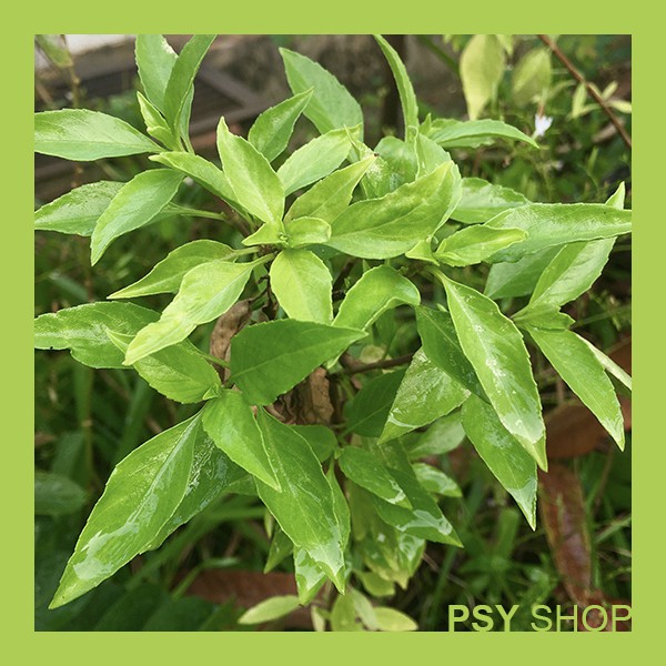 Buy Seeds 30pcs Kemangi Thai Basil 九层塔 Seetracker Malaysia