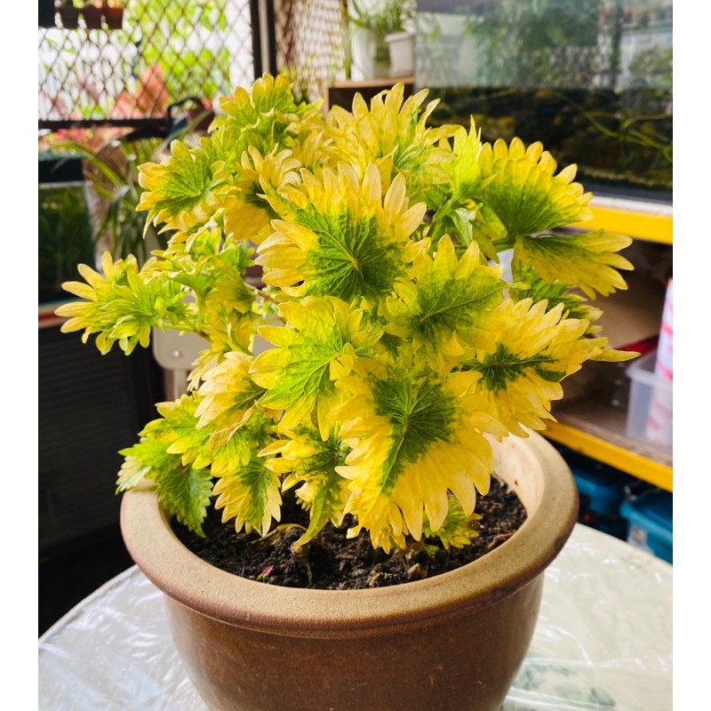 Coleus Yellow Gold 黄金彩叶 Shopee Malaysia