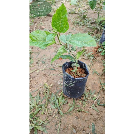 Anak Pokok Buah Marisa Senang Jaga | Passion Fruit Easy To Take Care | Fruit | Plant | Garden | Nature