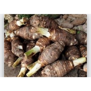 Ubi Keladi Minyak Tempatan In Stock Shopee Malaysia Ubi Keladi Minyak Tempatan In Stock Shopee Malaysia