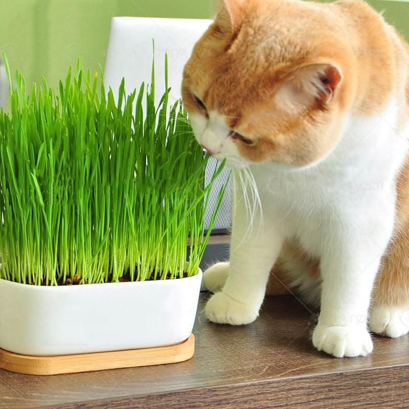 (40g)Rumput Kucing/ Natural Cat Plant Seeds (8x5g) Digestive Crystal ...