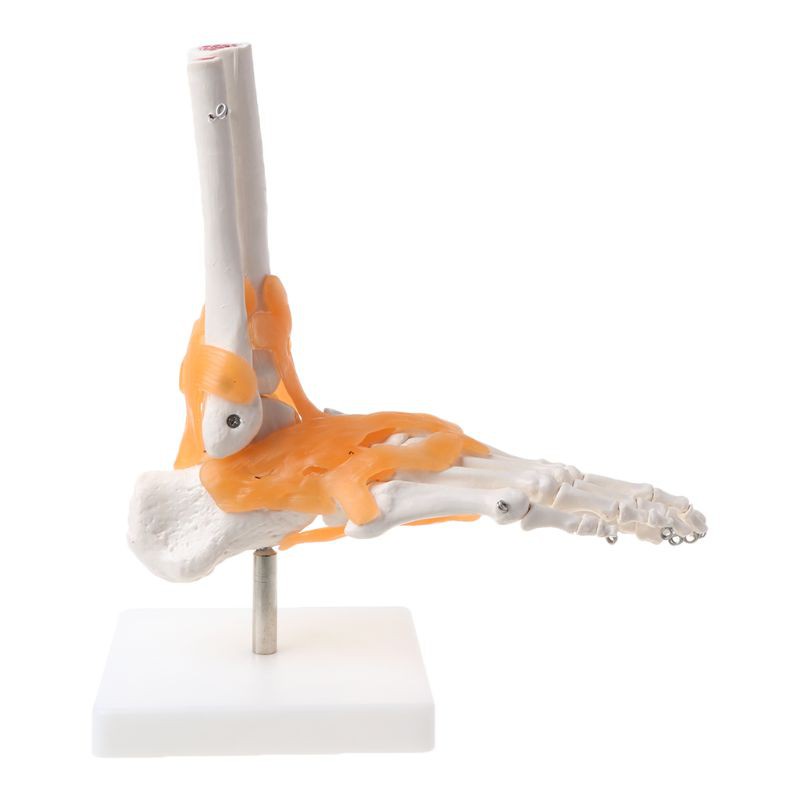 ST❀ 1: 1 Human Skeleton Human Model Joint Medical Anatomy Ankle Ligament Anatomically Teaching Resource Tool