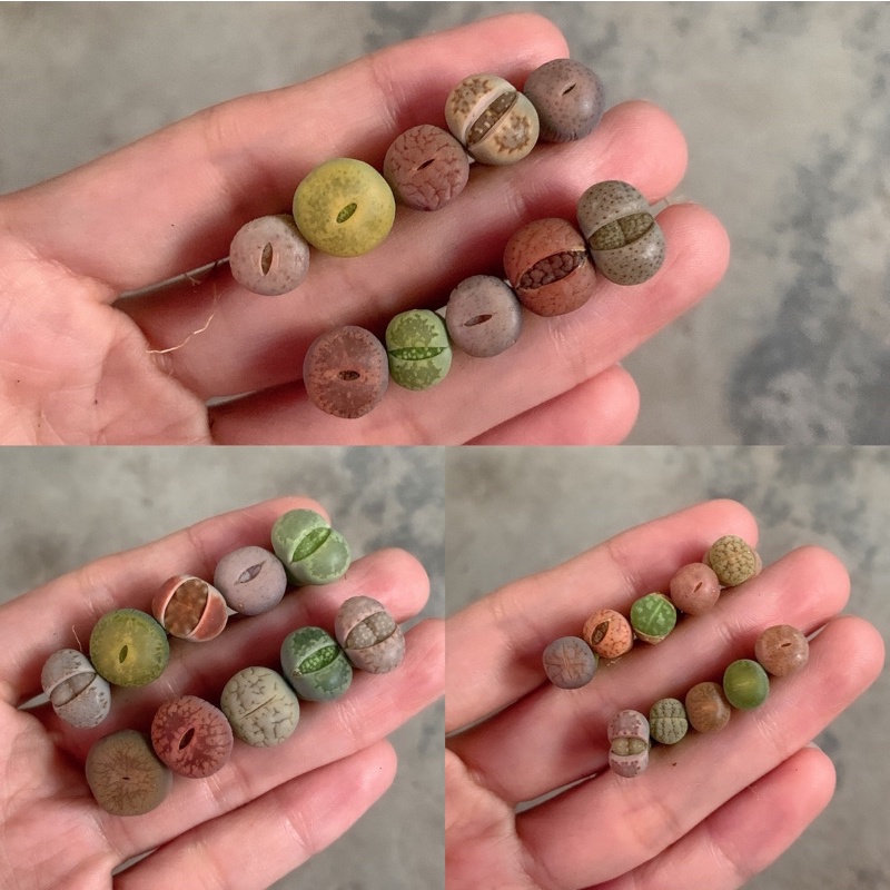 0 5 1 3cm Lithops Mix Colourful 混色生石花succulent Live Plant Stone Cactus彩色彩混 屁股 Pplithops Bigmouth Garden石头玉多肉植物石头植物is Rm0