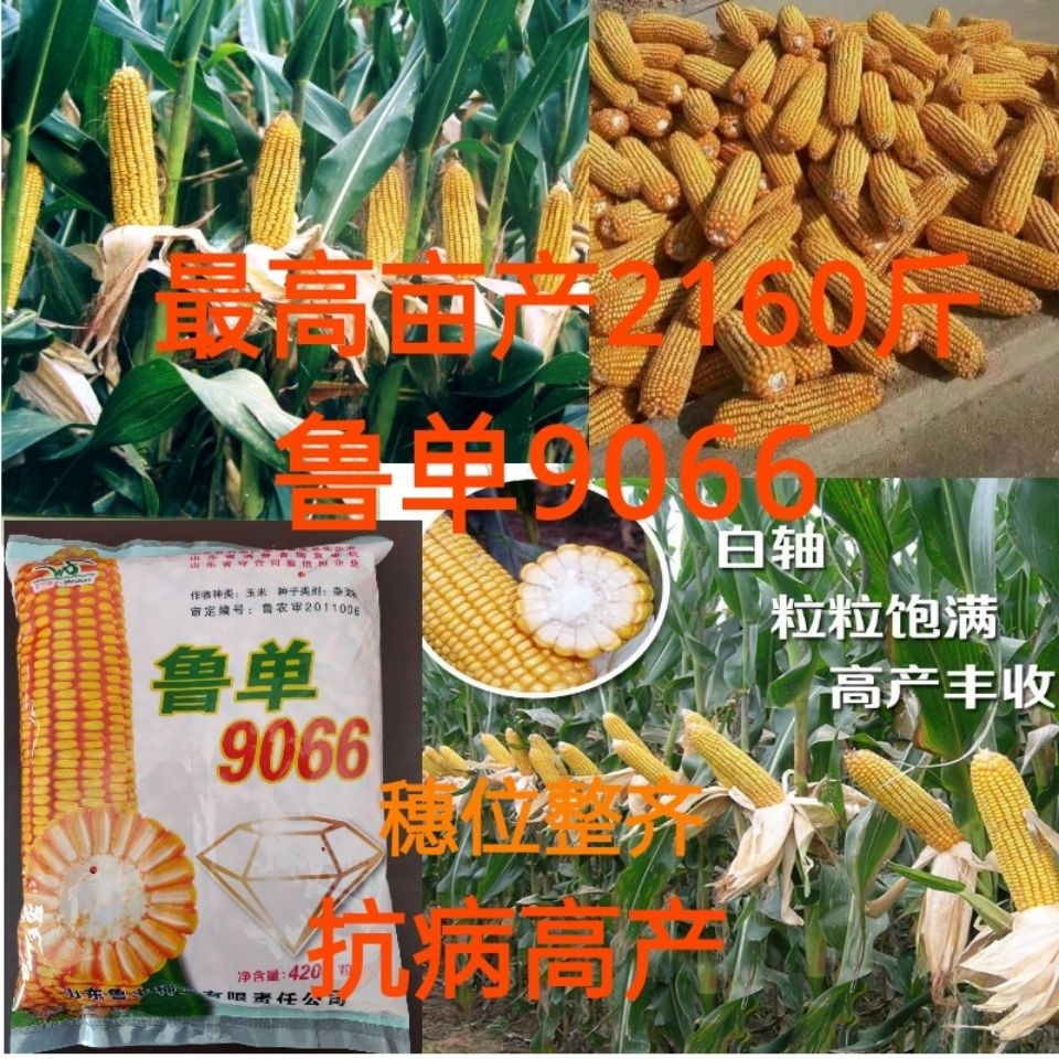 Tinggi Jagung Benih Putih Paksi Kacukan Rudan9066Anti-Penyakit 