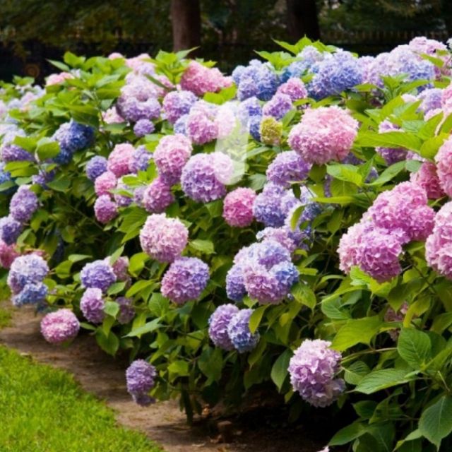 Pokok Bunga Kembang 3 Bulan Hydrangea Shopee Malaysia