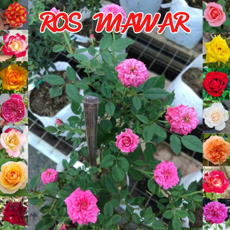 Pokok Bunga Rose Mawar Thailand Live Plant Murah Shopee Malaysia