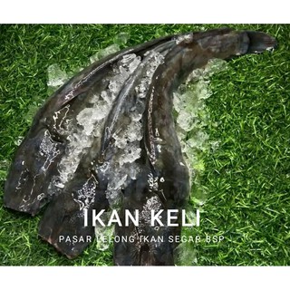 Ikan Keli Cat Fish Tch Frozen Food Fresh Frozen Seafood Wholesale Supplier Fillet Salmon Ayam Shopee Malaysia