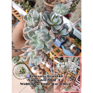 Try S Succulent 多肉屋 Ready Stock 现货5 10cm皮氏锦echeveria Peacockii 多肉植物一物一拍 Shopee Malaysia