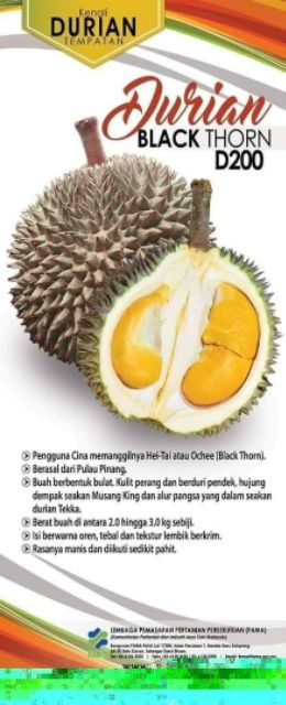 Harga durian black thorn 2021