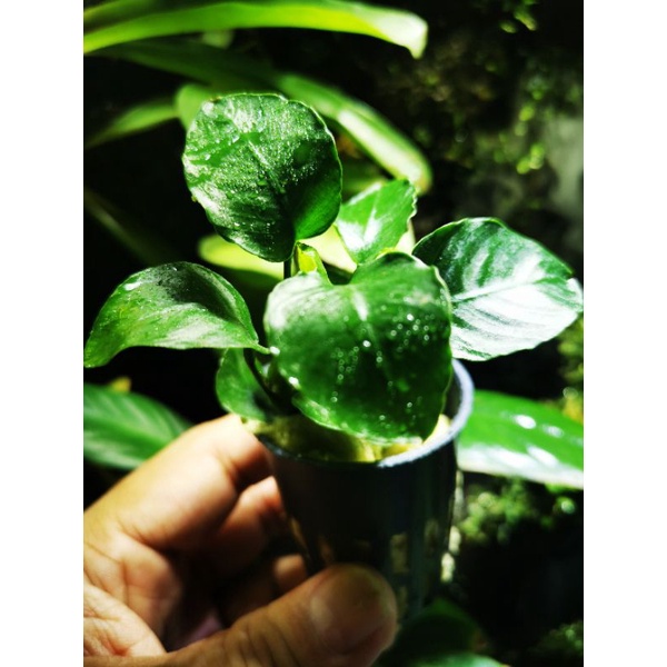 Plante D'aquarium Anubias Heterophylla - Vivante, Pour Eau Douce - Avec Passeport Phytosanitaire - Abri Pour Poissons Et Crevettes - 11