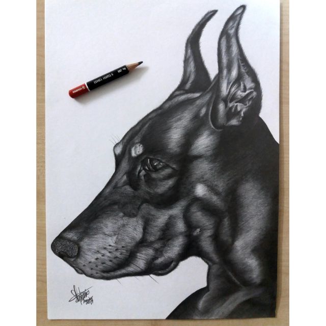 dobermans in pencil sketch