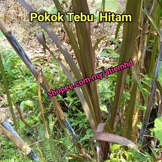 Buy Tebu Hitam Tebu Selasih Tebu Ubat Keratan Anak Pokok Seetracker Malaysia