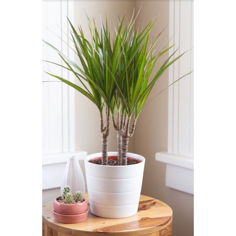 Dracaena Marginata Dragon Tree Green Leave With Purple Edge Plant Shopee Malaysia