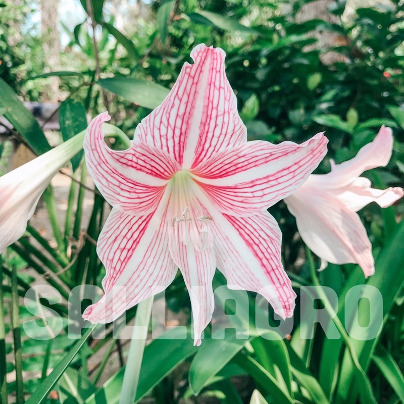 Buy Pokok Amaryllis  Bunga Pink / Orange / Merah  Striped 