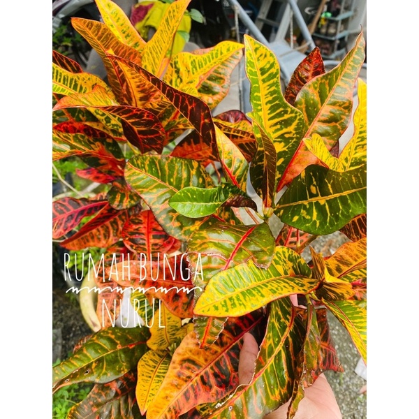 Buy Local Puding Croton Batik Merah Combat Mangkuk Tapak Itik Seetracker Malaysia