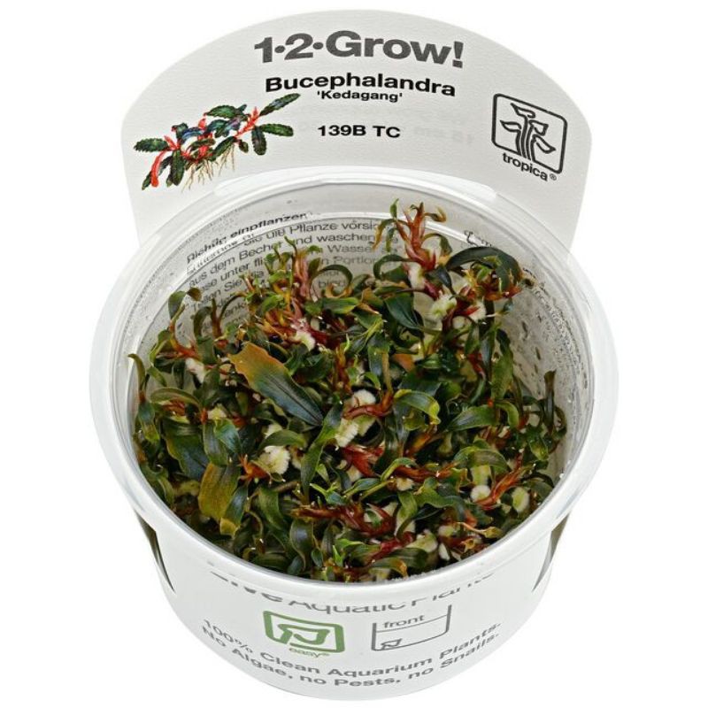 Official Dealer Tropica 1 2 Grow Bucephalandra Kedagang 139b Tc Shopee Malaysia