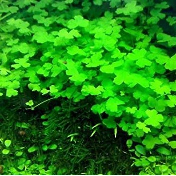 Aquatic Plant Hydrocotyle Tripartita Japan 1 Bulb Shopee Malaysia