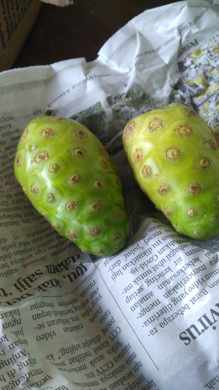 BUAH MENGKUDU/BUAH NONI/MORINDA (satu biji)  Shopee Malaysia