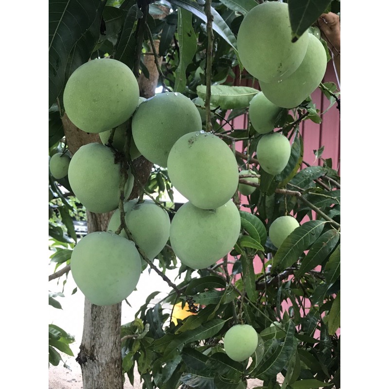 Buah Mangga Epal Mango Apple Mangga Epal Muda 1 Kg Shopee Malaysia