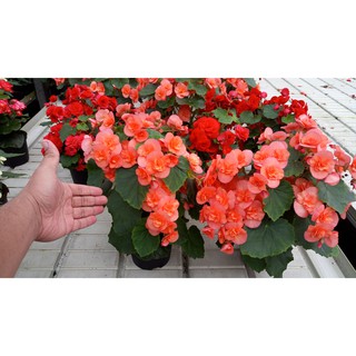 Anak Pokok Bunga Begonia Kuning Dah Berbunga Yellow Anak Pokok Bunga Begonia Kuning Dah Berbunga Yellow