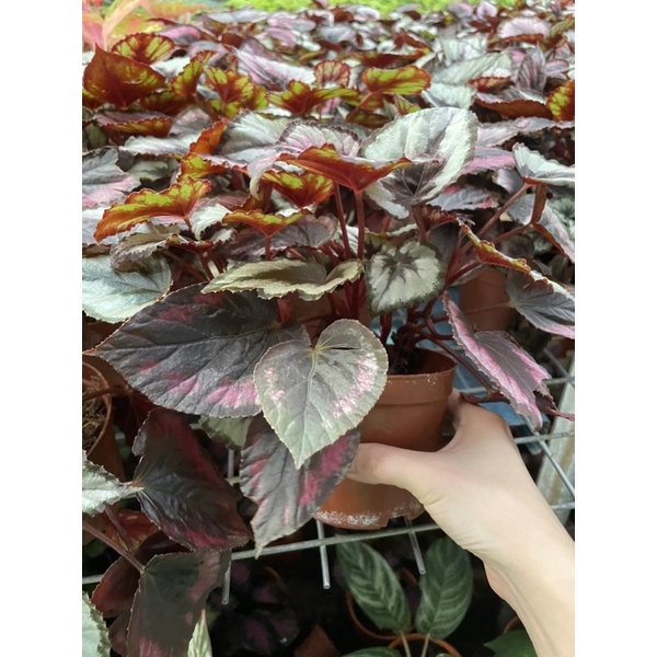 begonia rex care?indoor plant | Shopee Malaysia