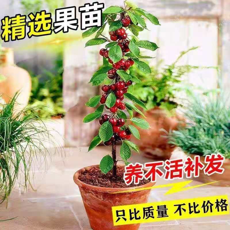 ラングーンクリーパー鉢植え 【公式通販】