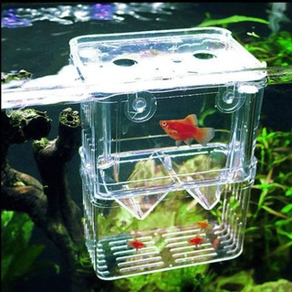 Breeding Box - Guppy Isolation Ready stock Malaysia | Shopee Malaysia