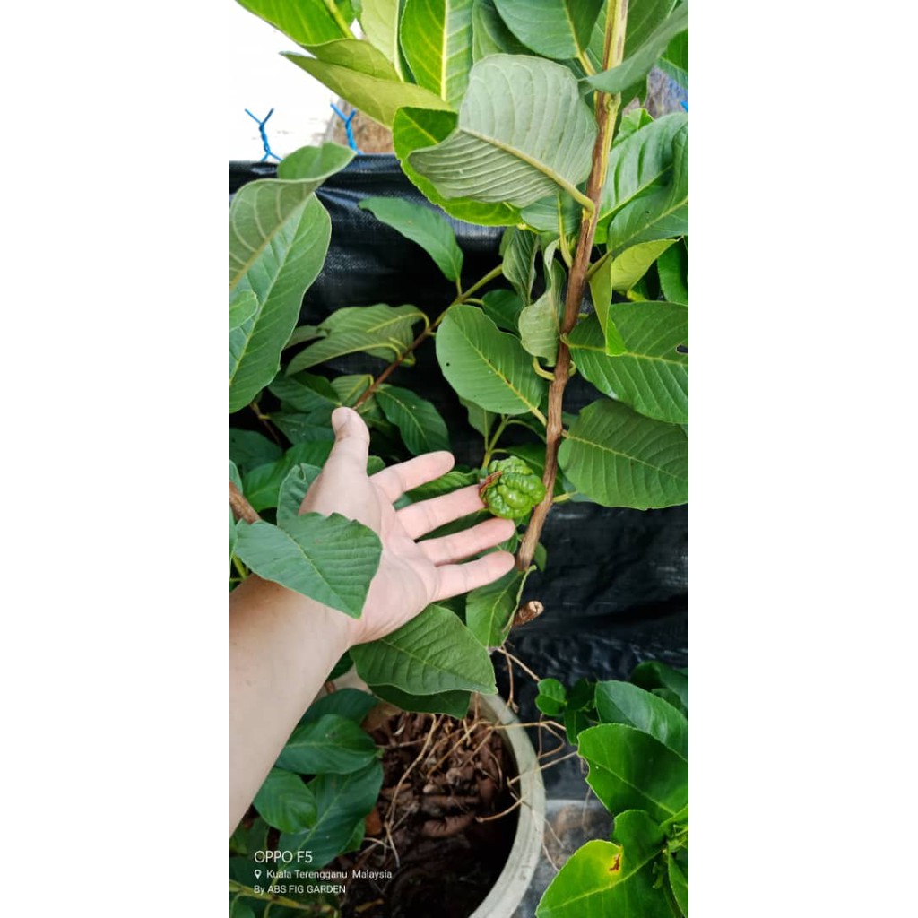 Anak Pokok Jambu Batu  Seedless Shopee Malaysia