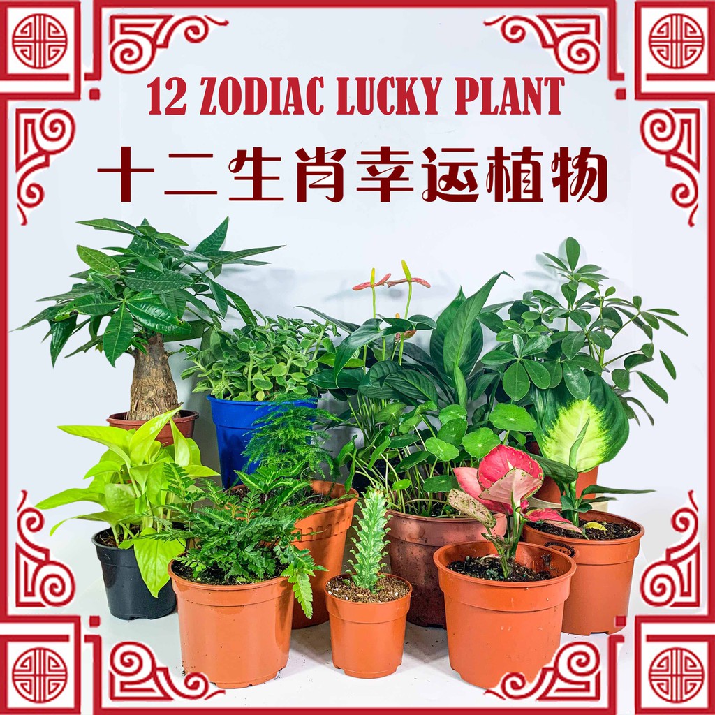 12 Zodiac Lucky Plant 十二生肖幸运植物by Ls Group Shopee Malaysia