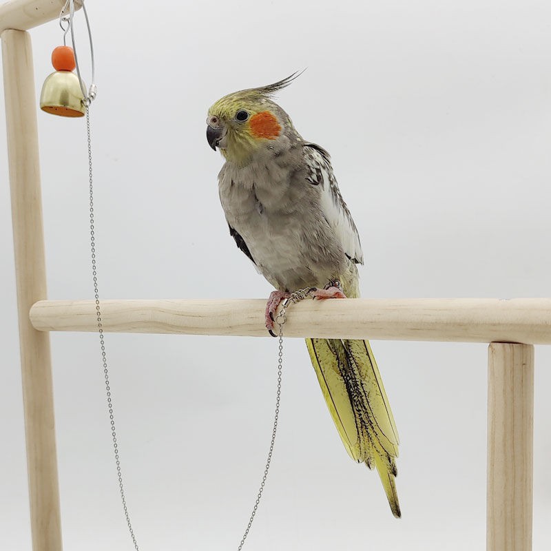 Quality Reliable Parrot foot chain bird ring tiger skin black phoenix peony traction rope flying stand suppliesRantai... - Image 3