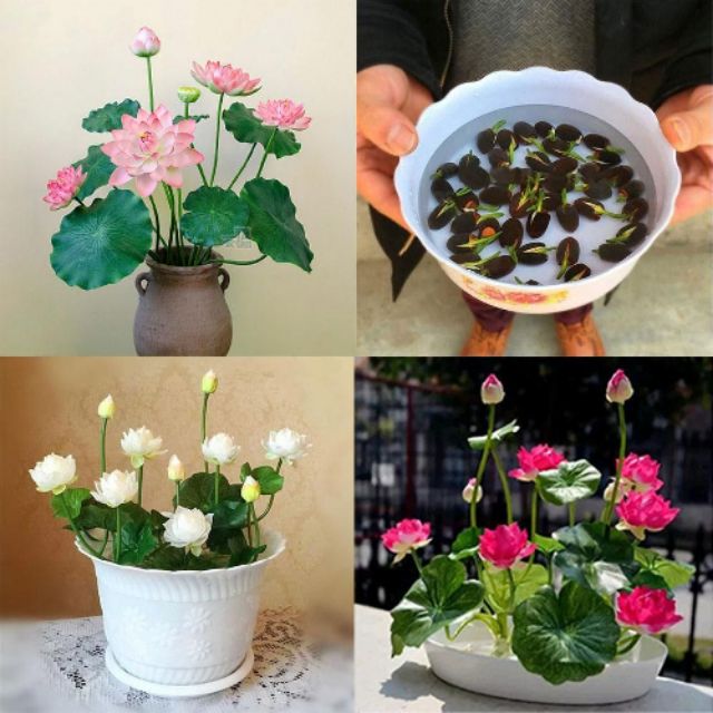 Bowl lotus seed